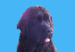 dog face